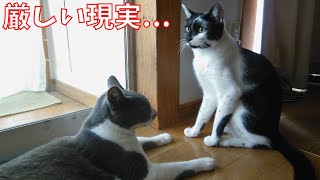 【保護猫・野良猫】厳しい現実、猫社会の上下関係を見てしまいました【じいじさんとばあばさんと猫たち】 [upl. by Pare]