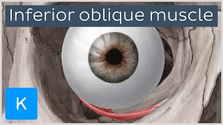 Inferior oblique muscle of the eye  Human Anatomy  Kenhub [upl. by Schoenfelder]