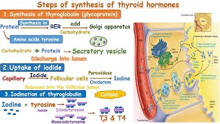 synthesis of thyroid hormone [upl. by Simpson]