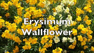 Erysimum Cheiri Wallflower fragrant yellow flowers in my walled garden uk Chieranthus [upl. by Ivers]