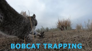 BOBCAT TRAPPING Locations Sets and Catches [upl. by Eihcra]