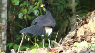 Black Curassow  Crax alector  Mutumporanga [upl. by Sousa]