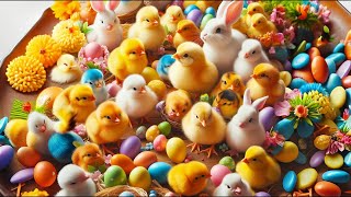 World Cute Chickens Colorful Chickens Rainbows Chickens Cute Ducks Cat RabbitsCute Animals [upl. by Adiasteb397]