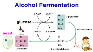 Anaerobic Respiration and Fermentation [upl. by Nairred]