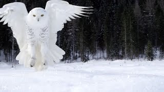 Snowy Owls  Why Is It The Most Skilled Arctic Predator  Wildlife Documentary [upl. by Kilby359]