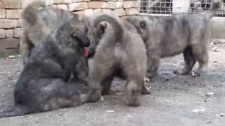 Caucasian Shepherd puppies from Titans Family kennel [upl. by Maillij808]