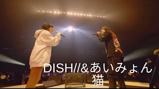 【JPOP】DISH＆あいみょん 猫 [upl. by Yttisahc]