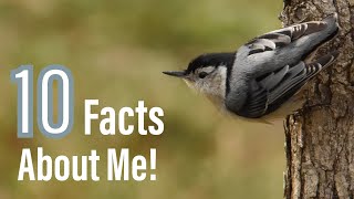 10 Amazing Facts About The White Breasted Nuthatch [upl. by Nigle]