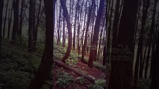 Pine Forest Vagamon [upl. by Heddi733]