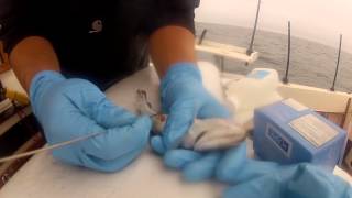 How to Pop the Swim Bladder on a Live Whiting for Giant Tuna Fishing [upl. by Noside848]