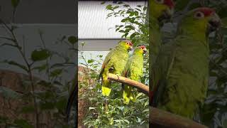 Ecuadoramazone Lilacine Amazon  Amazona lilacina [upl. by Leahey916]