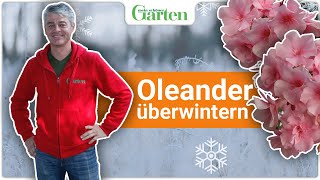 Oleander überwintern So macht ihr’s richtig [upl. by Olinad]