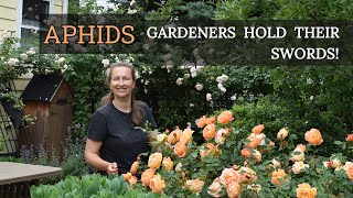 How to fight APHIDS on Roses💪 Easy Solutions [upl. by Hofmann865]