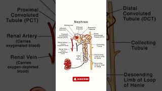 Nephron Structure  Simple Nephron Diagram for Easy Understanding [upl. by Lucine896]