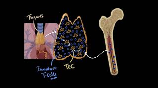 Thymus amp thymosin  chemical coordination  Biology class 11  Khan Academy [upl. by Inal374]