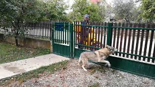 Czechoslovakian Wolfdogs Reaction When See the Postman [upl. by Ocimad]