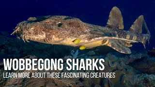 Meet the Fascinating Wobbegong Sharks [upl. by Ais]