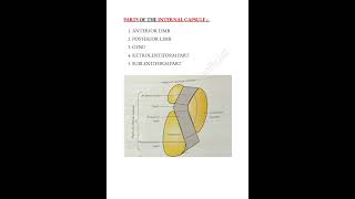 Internal capsule 📝 mbbslife neuroanatomy internalcapsule medicalconcepts28 [upl. by Nowtna121]