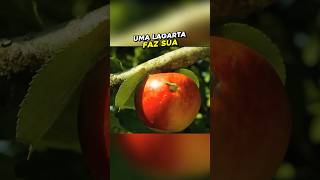 A lagarta egoísta 🍎🐛 [upl. by Notluf]