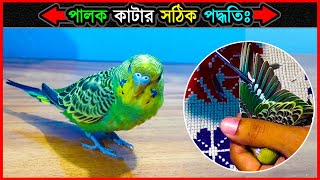 বাজরিগার পাখির ডানার পালক কাটার সঠিক নিয়ম 💥 How To Cut Out Budgies Wing Feathers 🔥 Jactok [upl. by Elamaj]