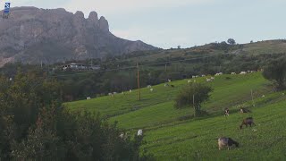 TERRA di MARI  Locride Greco e Mantonico Azze Anca Caciocavallo e Miele [upl. by Nosrac]