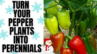 How To Overwinter Peppers  Keep Your Peppers producing For Years [upl. by Clauddetta302]