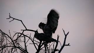 Great horned owls mating compilation [upl. by Atyekram]