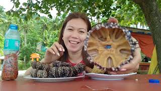 Sea Urchin Mukbang On samar [upl. by Fechter]