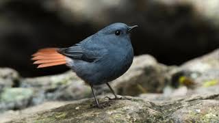 Plumbeous water redstart  Tiếng chim Chòe Nước đuôi đỏ 2020 [upl. by Fabrienne]