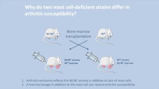 Unravelling differences in arthritis manifestation in mast celldeficient mice [upl. by Slein531]