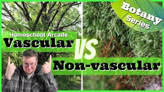 Vascular vs Nonvascular Plants  7 Main Differences [upl. by Zat]