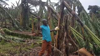 Rain Erodes Entire Village in Mityana District [upl. by Ayanet]