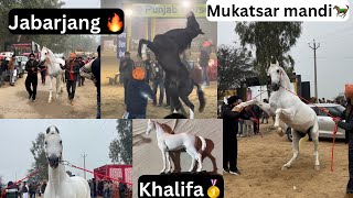 Mukatsar Horse Mela 🐎Jabarjang in full current 🌪️Khalifa🥇 [upl. by Chappelka65]