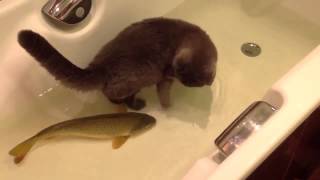 Cat playing with fish in a tub [upl. by Rockwell655]