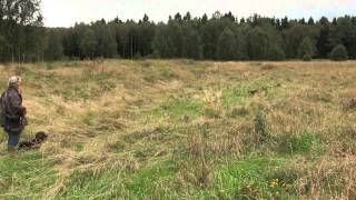 Spaniel training on Partridge [upl. by Beard]