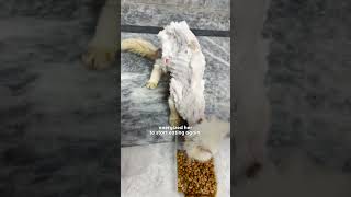 Cat Turns Into Skeleton After Being Abandoned On Street  The Dodo [upl. by Airottiv42]