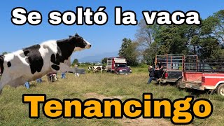 Así es TENANCINGO en el área de ANIMALES [upl. by Eanert]