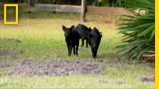 Loose Wild Hogs  National Geographic [upl. by Salvatore]