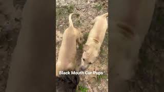 Playing with my Black Mouth Cur Pups [upl. by Ted486]