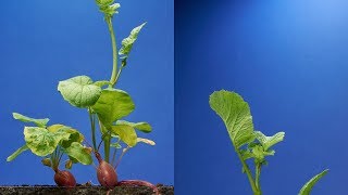 Radish TimeLapse  68 days  Soil cross section [upl. by Lander870]