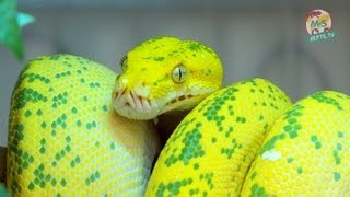 Reptil TV  Folge 50  Morelia viridis  Chondro  Grüner Baumpython  Teil 1 [upl. by Einehpets541]