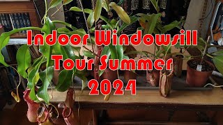 Carnivorous Plants  Indoor Windowsill Tour Summer 2024 [upl. by Nahtaj]