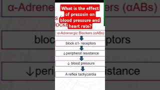 What is the effect of prazosin on blood pressure and heart rate [upl. by Odnala989]