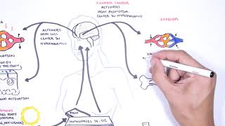 Homeostasis  negative and positive feedback thermoregulation and lactation [upl. by Yusuk520]