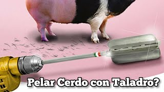 Pelar Cerdo con Taladro [upl. by Joan472]