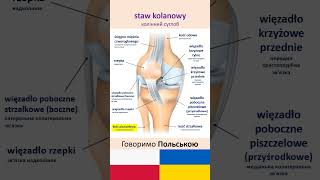 staw kolanowy колінний суглоб [upl. by Leen734]