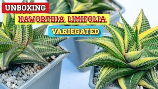 Unboxing Haworthia Limifolia Variegated  Very Easy To Grow amp Maintain  Succulent [upl. by Gamaliel]