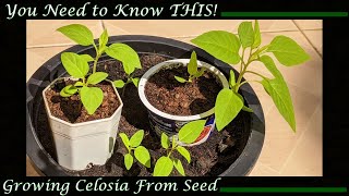 Growing Celosia from Seed You Need to Know THIS [upl. by Honoria669]