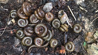 Hundreds of insects Millipedes catch millipedes hundreds amazing insects [upl. by Rheba]