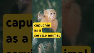 Capuchin monkeys as lifechanging helpers 🐒 ServiceAnimals AnimalFacts monkey [upl. by Ihsir820]